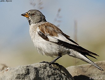 Animali 304